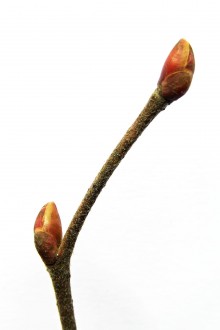 Tilia platyphyllos (Large-leaved lime)