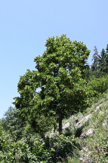 Tilia platyphyllos (Large-leaved lime) - Bobrovecká Vápenica, Slovakia