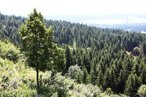 Tilia platyphyllos (Large-leaved lime) - Bobrovecká Vápenica, Slovakia