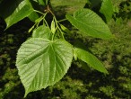 Tilia platyphyllos (Large-leaved lime) - twig with leaves