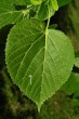 Tilia platyphyllos (Large-leaved lime) - veins of the third order are prominent, protruding, parallel (underside)
