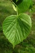 Tilia platyphyllos (Large-leaved lime) - top side