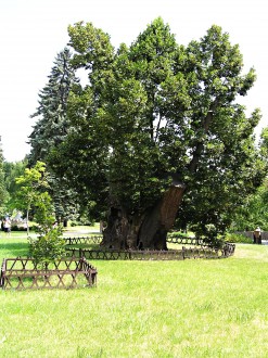 Tilia platyphyllos (Large-leaved lime) - King Matthew's lime tree in the park of Bojnice Castle (7/2007)