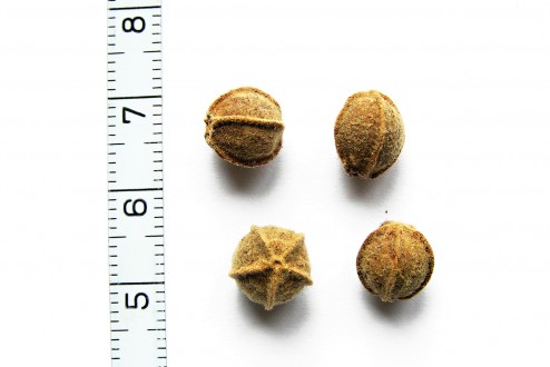 Tilia platyphyllos (Large-leaved lime)