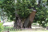 Tilia platyphyllos (Large-leaved lime) - King Matthew's lime tree in the park of Bojnice Castle (7/2007)