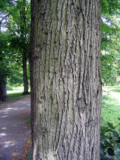 Tilia cordata (Small-leaved lime, Small-leaved linden) - bork