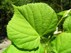 Tilia cordata (Small-leaved lime, Small-leaved linden) - top side