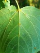 Tilia cordata (Small-leaved lime, Small-leaved linden) - in the vein axils on the underside there are tufts of rusty hairs