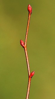Tilia cordata (Small-leaved lime, Small-leaved linden)