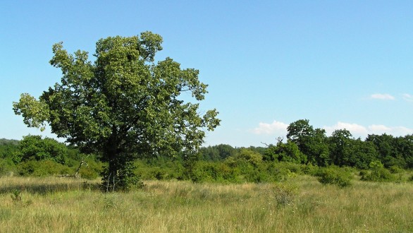 Tilia cordata (Small-leaved lime, Small-leaved linden) - forest-steppe community Kopáčsky ostrov (approx. 175 m a.s.l.)