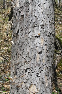 Acer pseudoplatanus (Mountain maple) - bark (irregular oval formations)