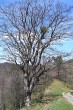 Acer pseudoplatanus (Mountain maple) - Chateau under Murán Castle (4/2007)