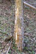 Acer pseudoplatanus (Mountain maple) - bark (rectangular formations)