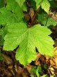 Acer pseudoplatanus (Mountain maple) - top side