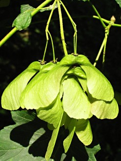 Acer pseudoplatanus (Mountain maple) - immature dicotyledons