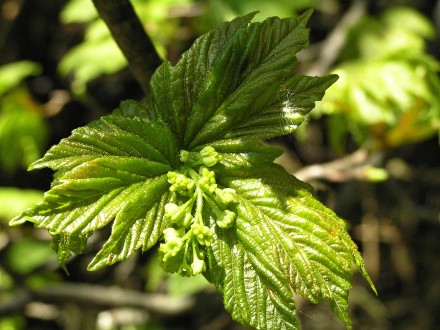 Acer pseudoplatanus (Mountain maple)