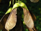Acer pseudoplatanus (Mountain maple) - winged dicots fused at an acute angle