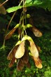 Acer pseudoplatanus (Mountain maple)