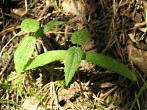 Acer pseudoplatanus (Mountain maple) - seedling