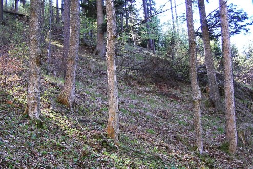 Acer pseudoplatanus (Mountain maple) - as a land improvement tree