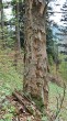Acer pseudoplatanus (Mountain maple) - bork (tongue-like formations)