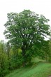 Acer pseudoplatanus (Mountain maple) - Chateau under Murán Castle (5/2009)