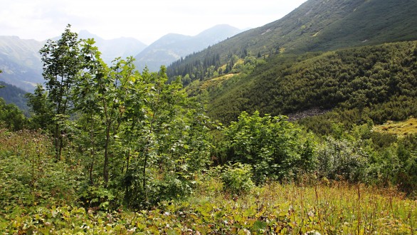 Acer pseudoplatanus (Mountain maple) - Tomanová valley, Western Tatras (approx. 1,460 m a.s.l.)