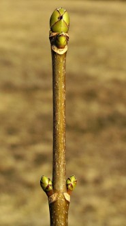 Acer pseudoplatanus (Mountain maple)