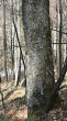 Acer pseudoplatanus (Mountain maple) - bork