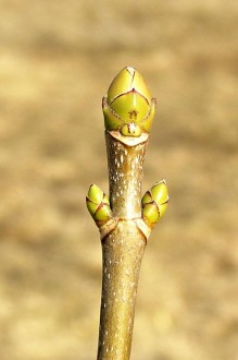Acer pseudoplatanus (Mountain maple)