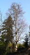 Acer pseudoplatanus (Mountain maple)
