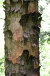 Acer pseudoplatanus (Mountain maple) - bork (irregular large plates)