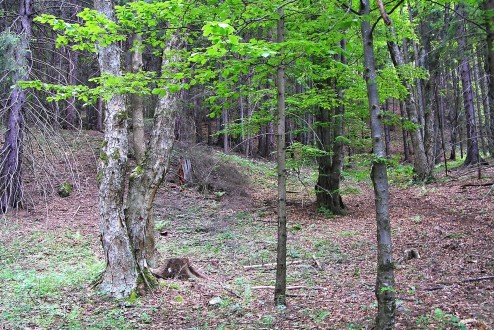 Acer pseudoplatanus (Mountain maple) - on the scree at the end of the valley