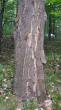 Acer pseudoplatanus (Mountain maple) - bork