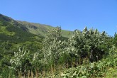 Acer pseudoplatanus (Mountain maple) - Tomanová valley, Western Tatras (approx. 1,460 m a.s.l.)