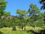 Acer pseudoplatanus (Mountain maple) - Tichá dolina, Western Tatras (approx. 1,300 m a.s.l.)