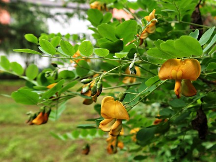 Colutea arborescens (Tree bladderwort) - ornamental with flowers