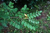 Colutea arborescens (Tree bladderwort) - twig with leaves