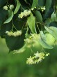Tilia cordata (Small-leaved lime, Small-leaved linden)