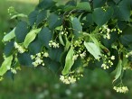 Tilia cordata (Small-leaved lime, Small-leaved linden)