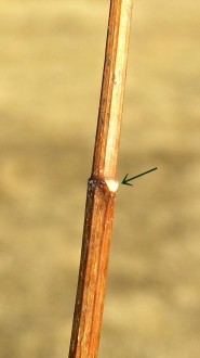 Philadelphus coronarius (Crowned jasmine) - the bud is hidden under the protruding leaf scar