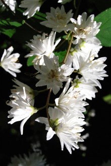 Deutzia scabra