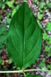 Deutzia scabra - upper side