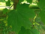 Acer platanoides (Norway maple, Milk maple) - top side