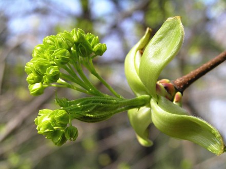 Acer platanoides (Norway maple, Milk maple)