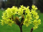 Acer platanoides (Norway maple, Milk maple)