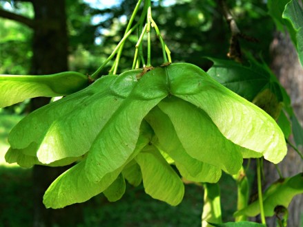 Acer platanoides (Norway maple, Milk maple)