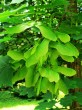 Acer platanoides (Norway maple, Milk maple)