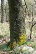 Acer platanoides (Norway maple, Milk maple) - bark