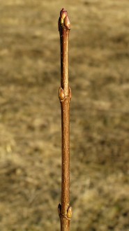 Acer platanoides (Norway maple, Milk maple)